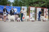 Samoyed days-páteční výstava