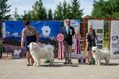 Samoyed days-páteční výstava