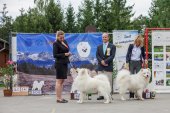 Samoyed days-páteční výstava