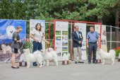 Samoyed days-páteční výstava