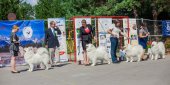 Samoyed days-páteční výstava