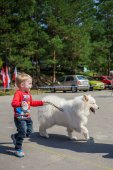 Samoyed days-páteční výstava