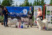 Samoyed days-páteční výstava