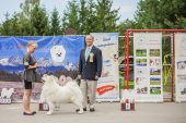 Samoyed days-páteční výstava