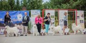 Samoyed days-páteční výstava