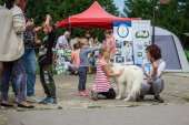 Samoyed days-páteční výstava