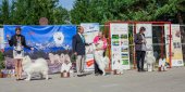 Samoyed days-páteční výstava