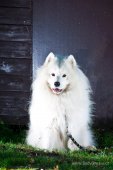 Samojedí tábor