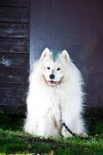 Samojedí tábor