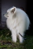 Samojedí tábor