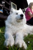 Samojedí tábor