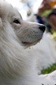Samojedí tábor