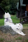 Samojedí tábor