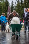 Samoyedská miniolympiáda