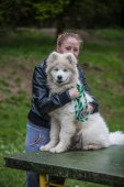 Samoyedská miniolympiáda