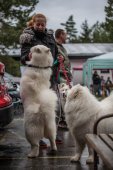 Samoyedská miniolympiáda