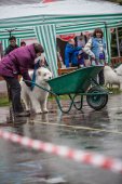 Samoyedská miniolympiáda
