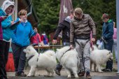 Samoyedská miniolympiáda