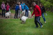 Samoyedská miniolympiáda