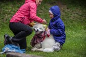 Samoyedská miniolympiáda