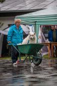 Samoyedská miniolympiáda