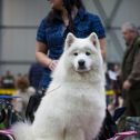 Mezinárodní výstava psů Expo dog
