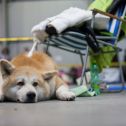 Mezinárodní výstava psů Expo dog
