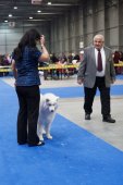 Mezinárodní výstava psů Expo dog