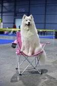 Mezinárodní výstava psů Expo dog