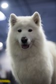 Mezinárodní výstava psů Expo dog