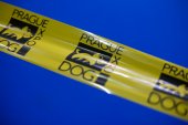 Mezinárodní výstava psů Expo dog