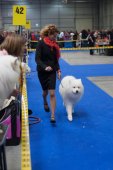 Mezinárodní výstava psů Expo dog