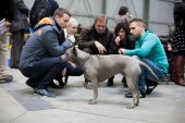 Mezinárodní výstava psů Expo dog