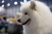 Mezinárodní výstava psů Expo dog
