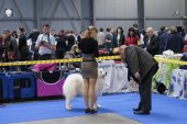 Mezinárodní výstava psů Expo dog