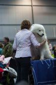Mezinárodní výstava psů Expo dog