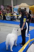 Mezinárodní výstava psů Expo dog