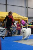 Mezinárodní výstava psů Expo dog