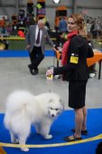 Mezinárodní výstava psů Expo dog