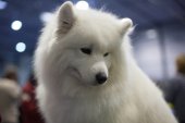 Mezinárodní výstava psů Expo dog