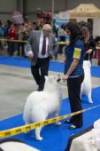 Mezinárodní výstava psů Expo dog
