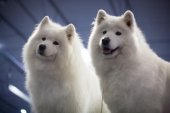 Mezinárodní výstava psů Expo dog