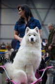 Mezinárodní výstava psů Expo dog