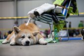Mezinárodní výstava psů Expo dog