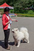 Samojedí dny 