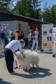 Samojedí dny 