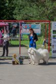 Samojedí dny 