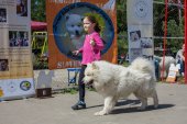 Samojedí dny 