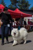 Samojedí dny 