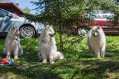 Samojedí dny 